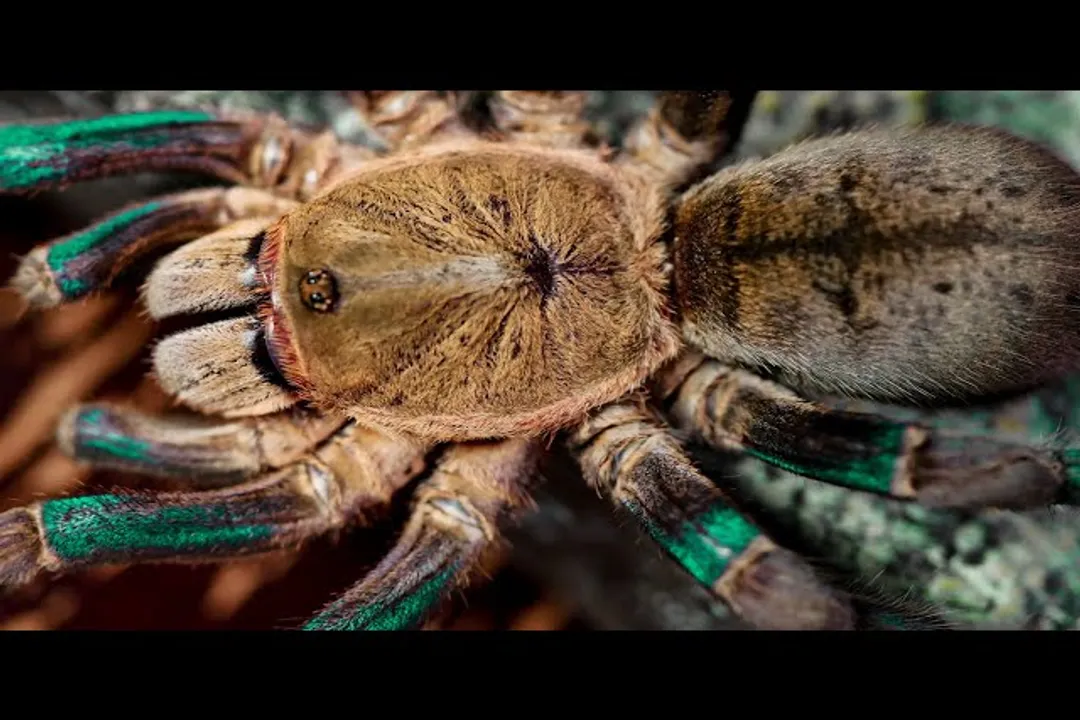 What is the scientific name for the emerald skeleton tarantula?, Classification Grouping