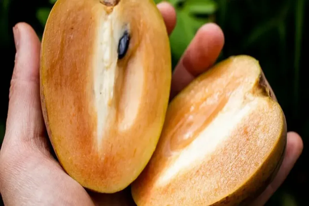 Health Benefits of Chico fruit, Nutritional Profile