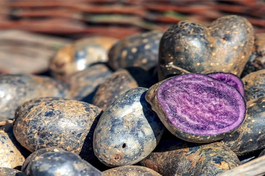 Health Benefits of Vitelotte Potato, Ancient Lineage