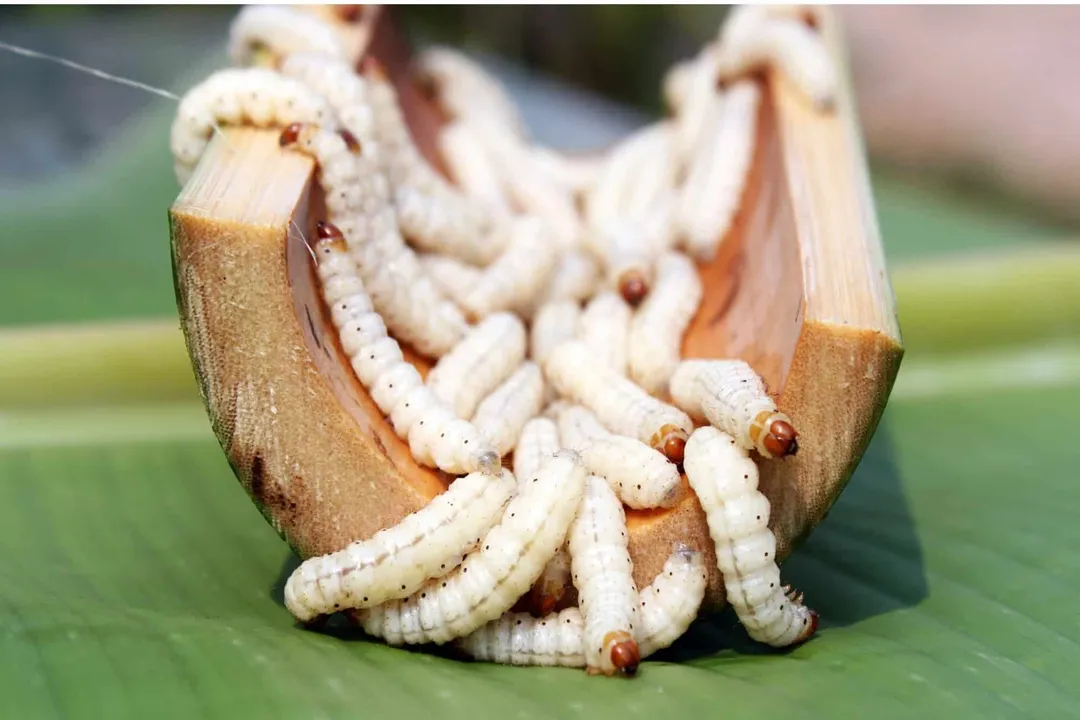 Are bamboo worms healthy?, Larval Composition