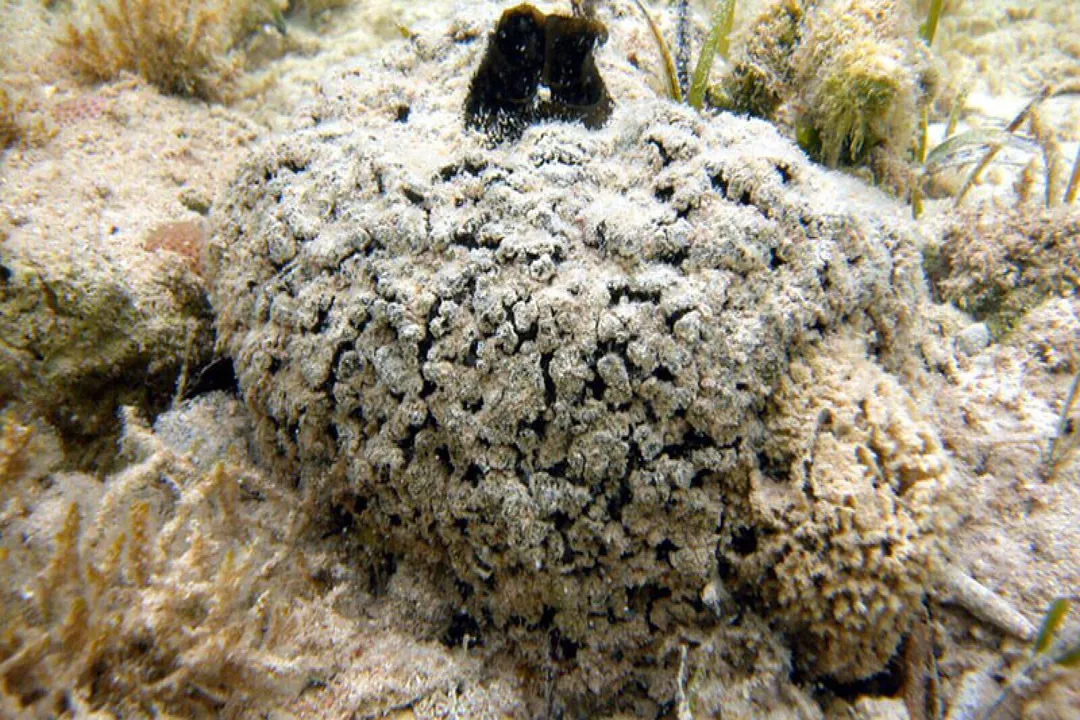 Are corals used for medicine?, Traditional Chemistry