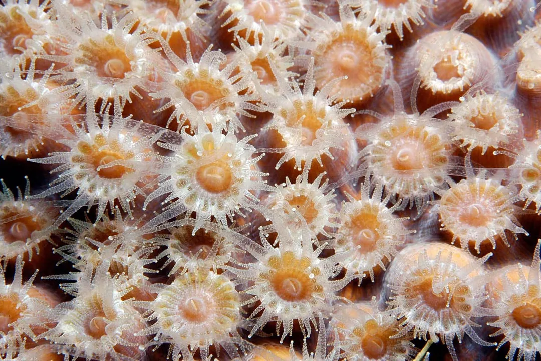 Are corals used for medicine?