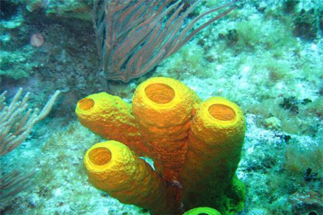 Are corals used for medicine?, Marine Sources