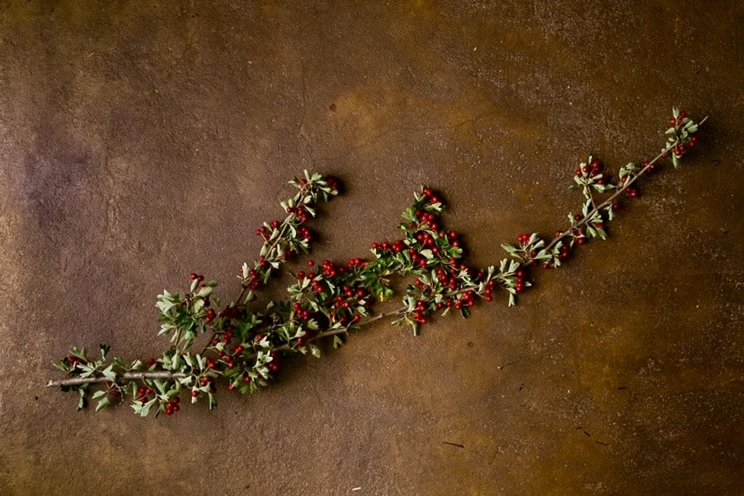 Are haws good for you?, Antioxidant Power