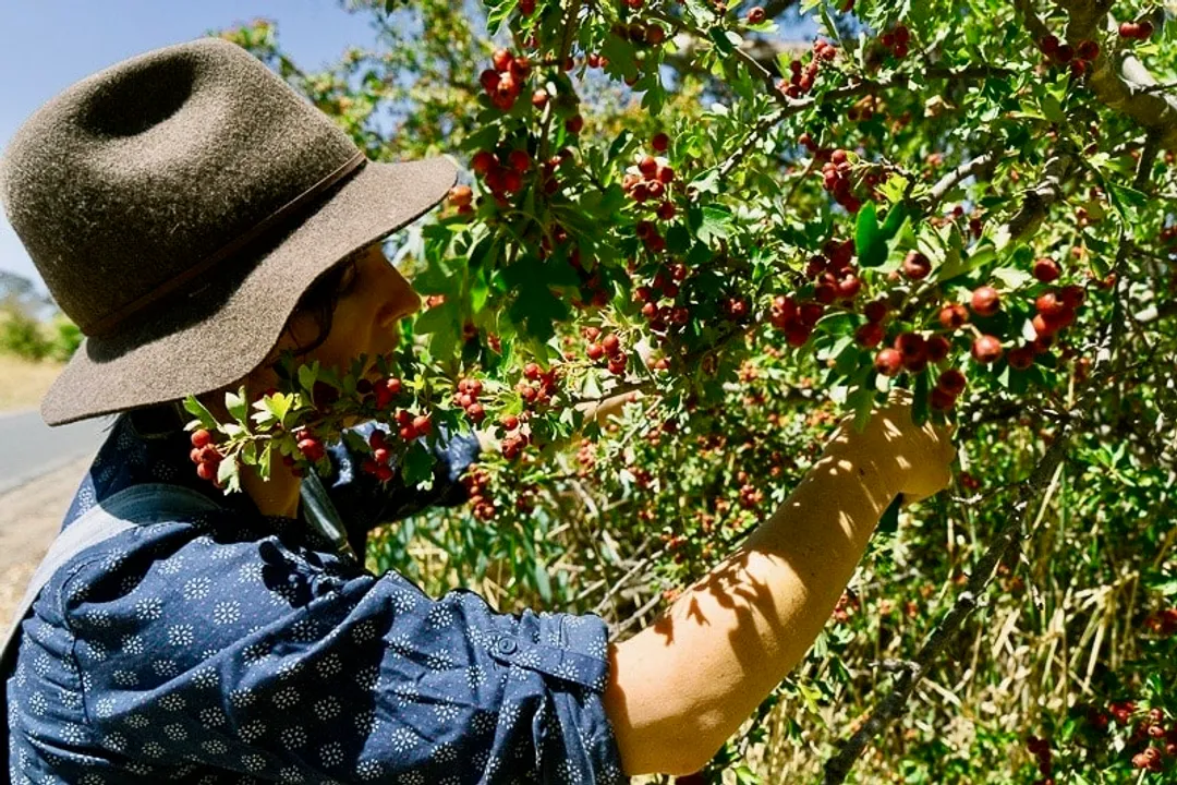 Are haws good for you?, Heart Health Focus