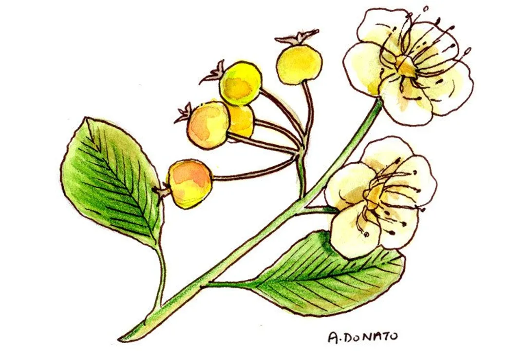 Are haws good for you?, Plant Identity