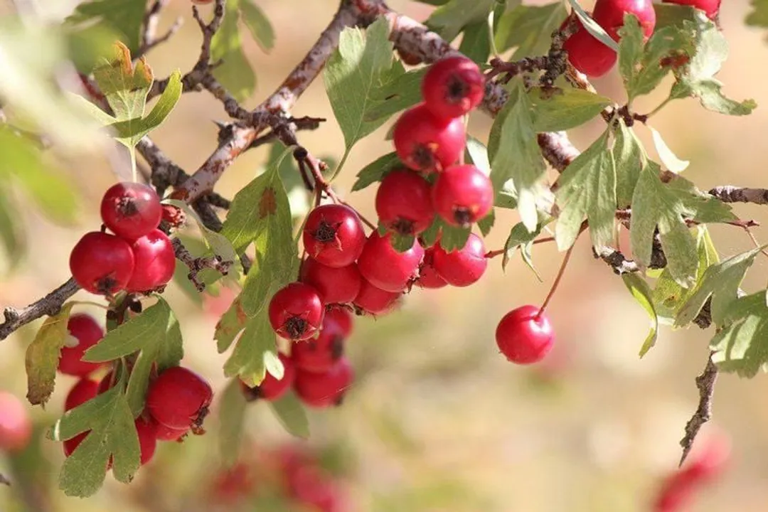 Are haws good for you?