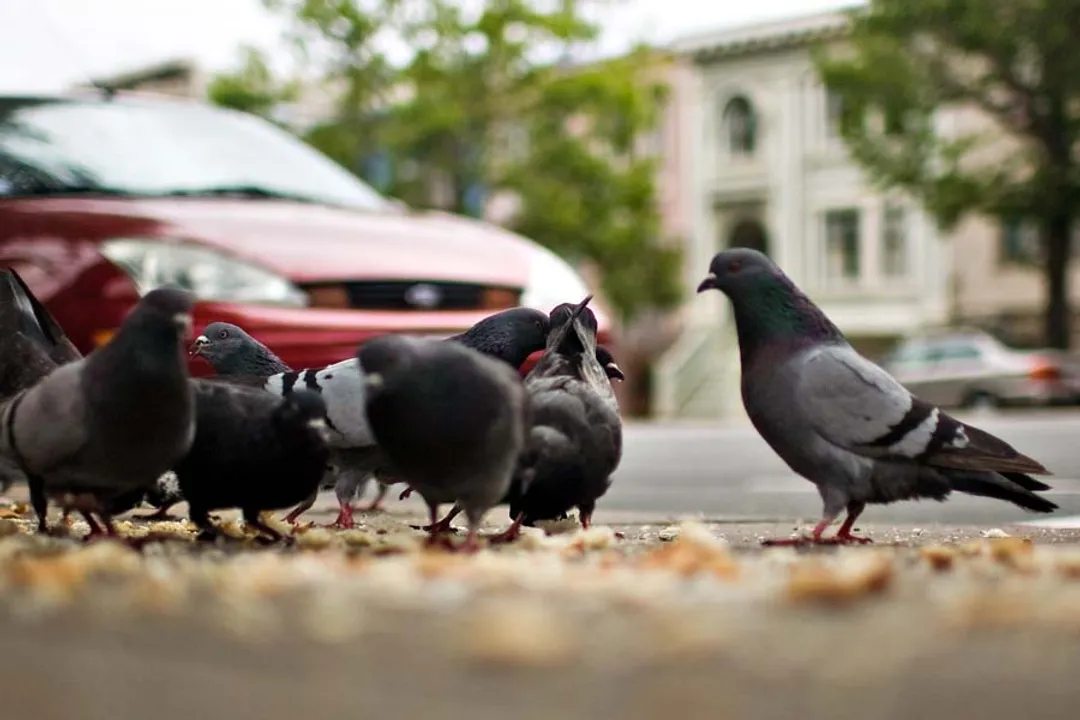 Are pigeons unhealthy to eat?