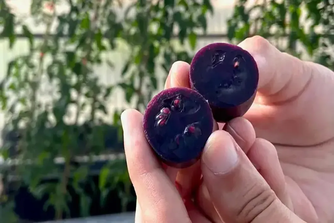 Are purple tomatoes healthier?, Antioxidant Boost
