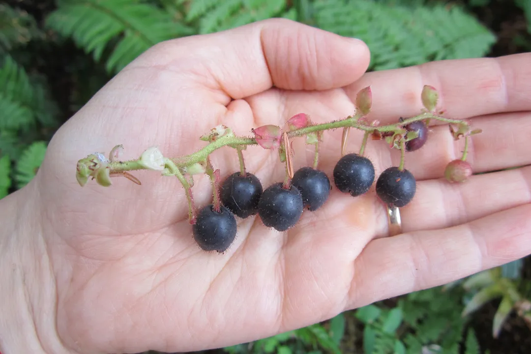 Are salal berries a laxative?