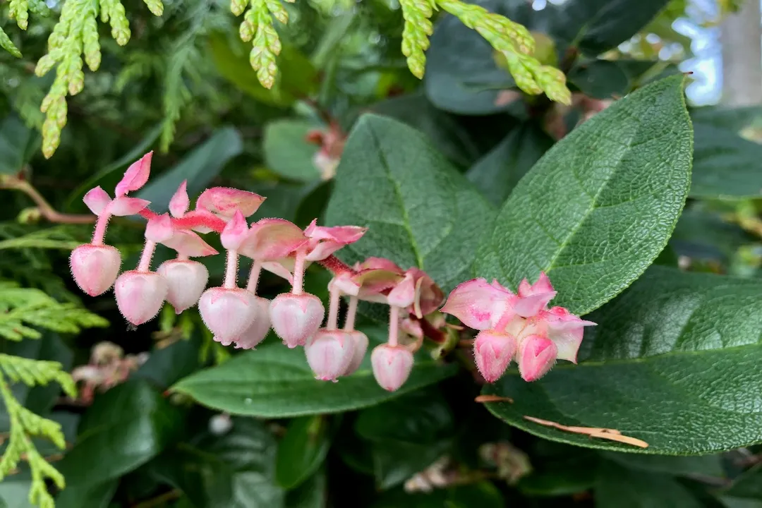Are salal berries a laxative?, Berry Consumption