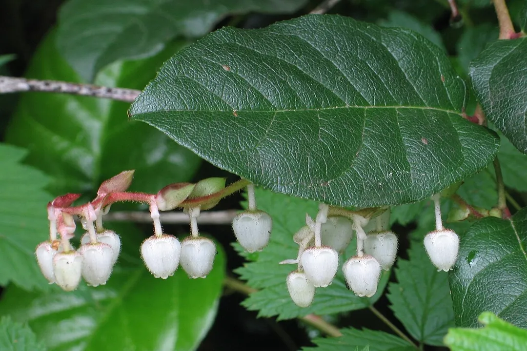 Are salal berries a laxative?, Processing for Food