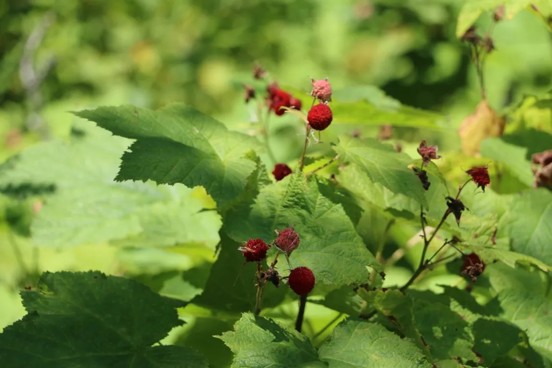 Are thimble berries good for you?, Plant Identity