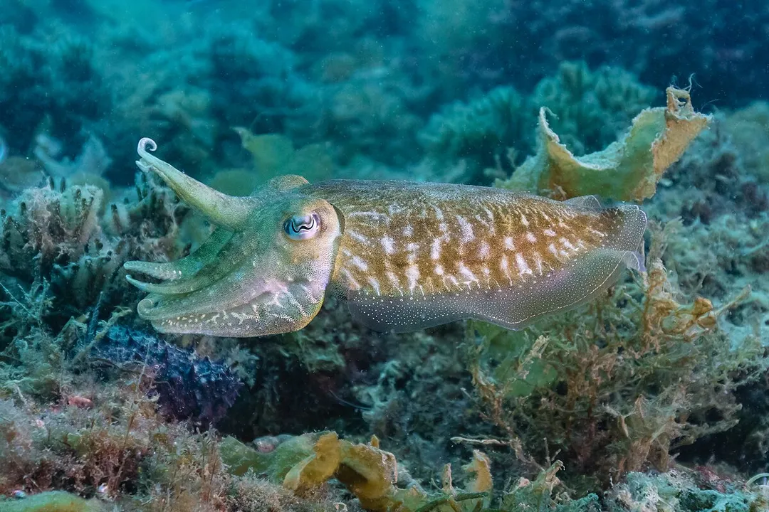 Can you get sick from cuttlefish?
