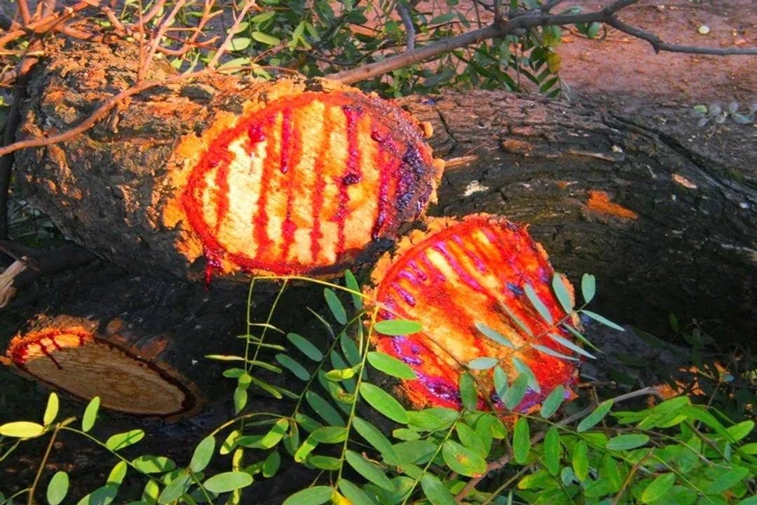 Do bloodwood trees have medicinal uses?, Traditional Healing Resins