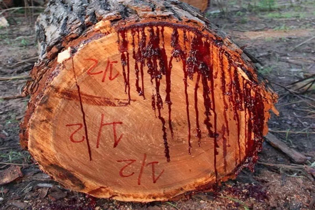 Do bloodwood trees have medicinal uses?, Scientific Validation of Corymbia Extracts