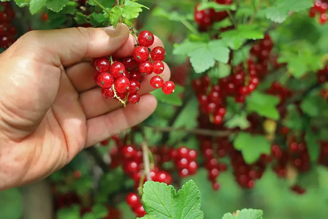 Do currants have any health benefits?, Vitamin Powerhouse
