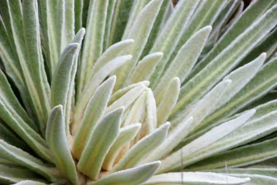 Do frailejones have medicinal uses?