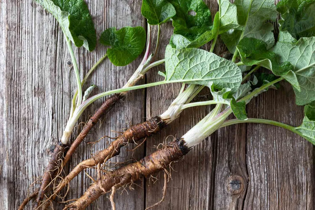 Does burdock root clean your liver?