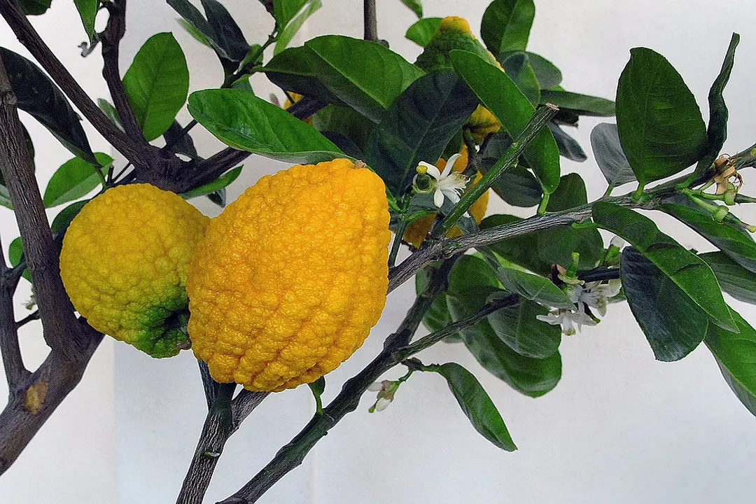 Does citron have health benefits?, Key Nutrients