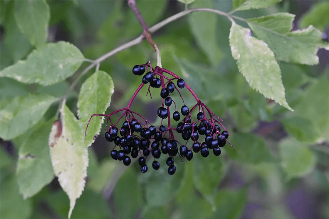 Does elderberry clear skin?, Antioxidant Strength