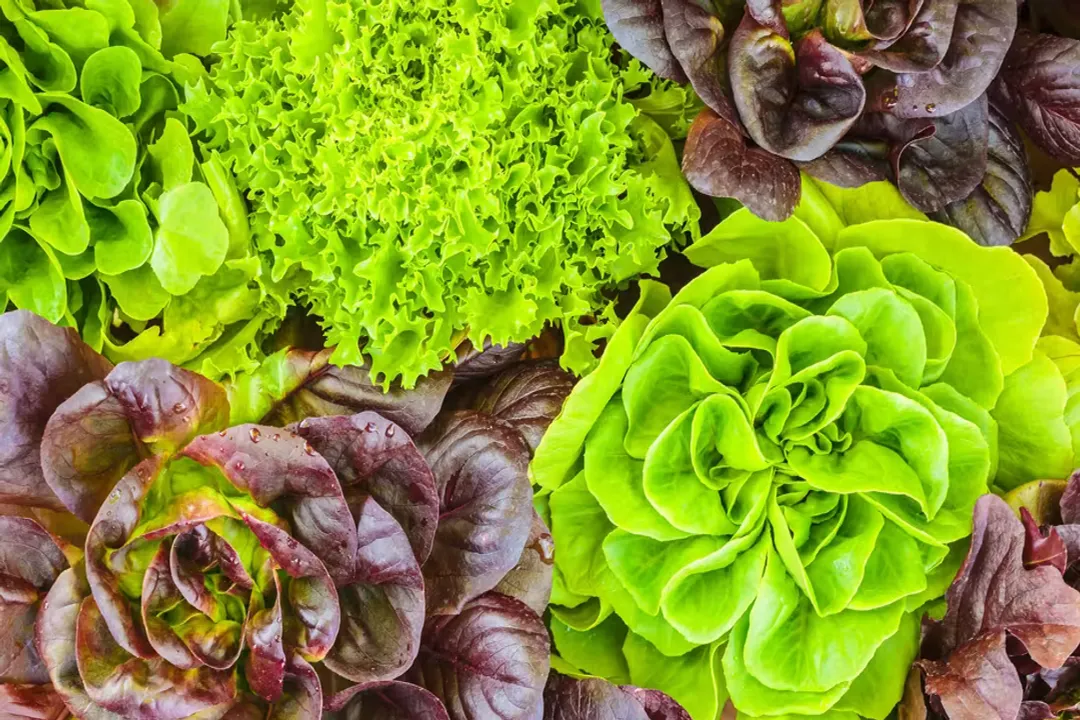 Does lettuce actually have any health benefits?, Nutrient Variation