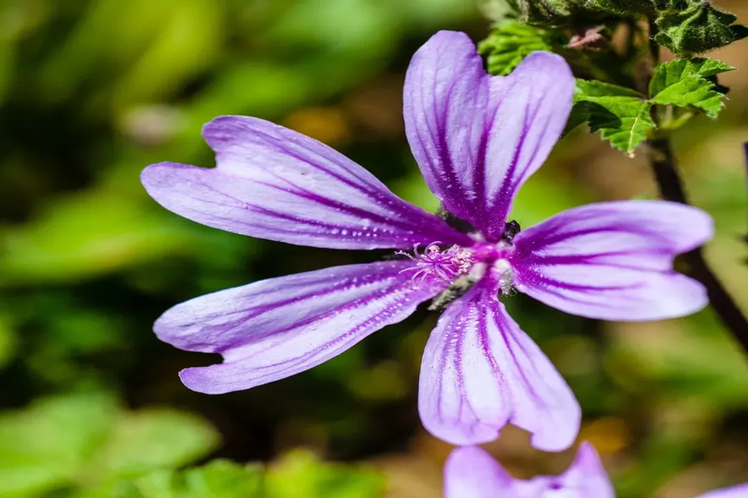 Does mallow have any side effects?