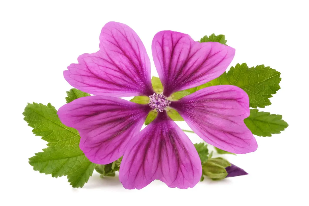 Does mallow have any side effects?, Allergic Risks
