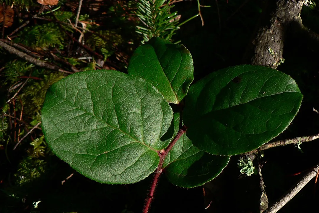 Does salal have any medicinal properties?, Respiratory and Digestive Relief