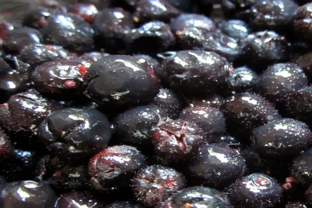 Does salal have any medicinal properties?, Leaf Chemistry