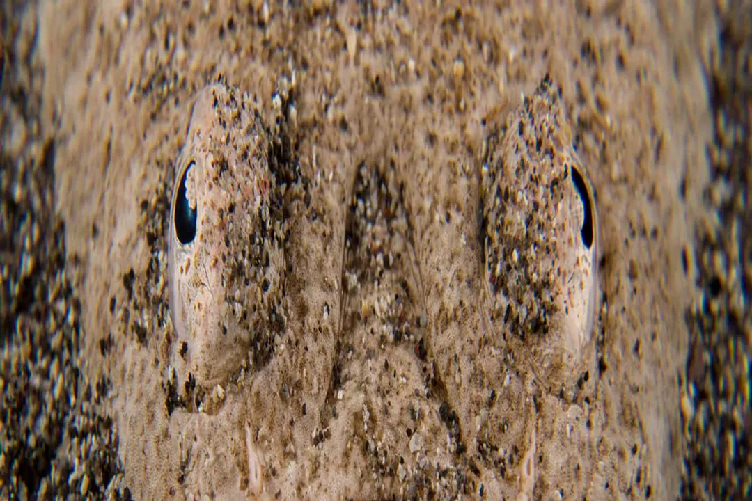 How do you treat stargazer fish bite?, Creature Profile