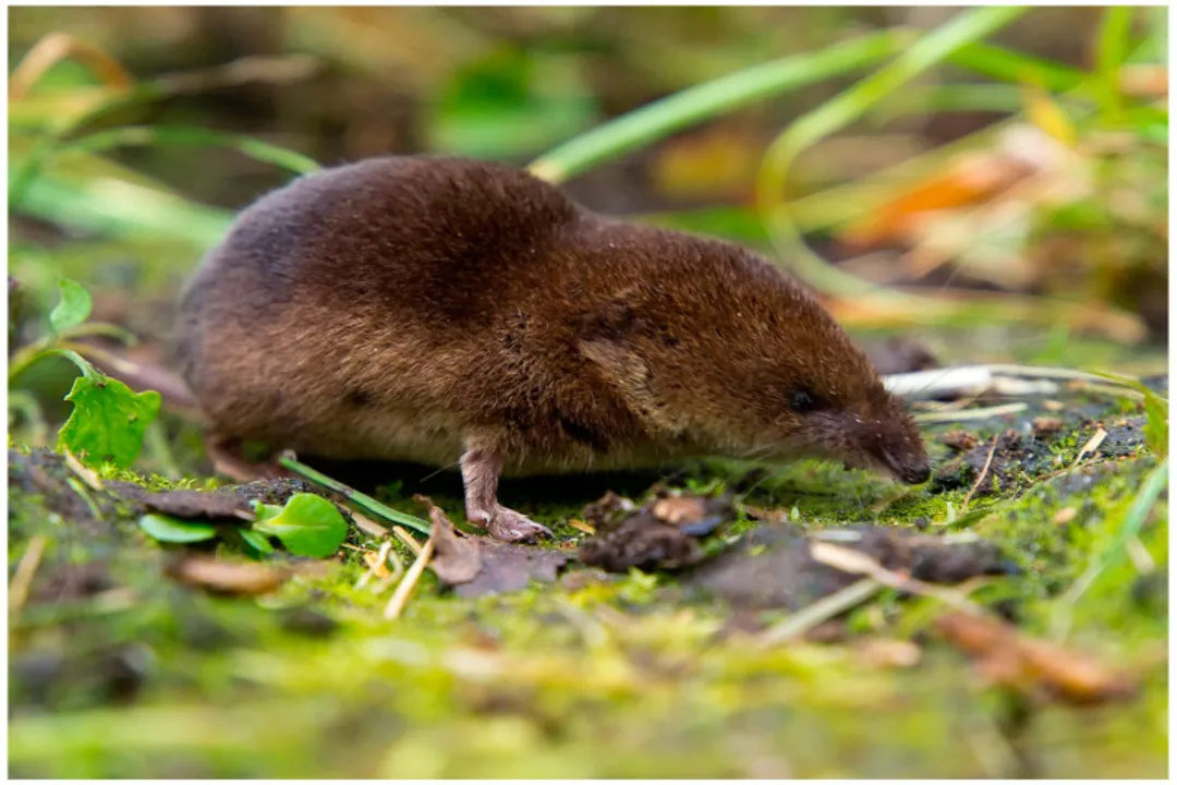 How do you treat stargazer fish bite?, Dual Hazard