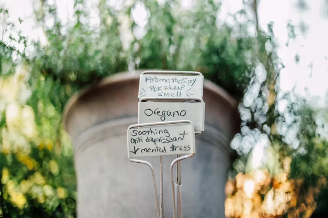 How do you use oregano medicinally?, Herbal Tea Preparation