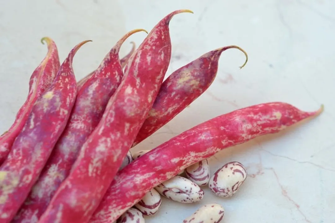 How healthy are borlotti beans?
