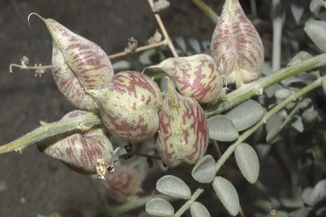 How is milkvetch traditionally used?, TCM Foundation