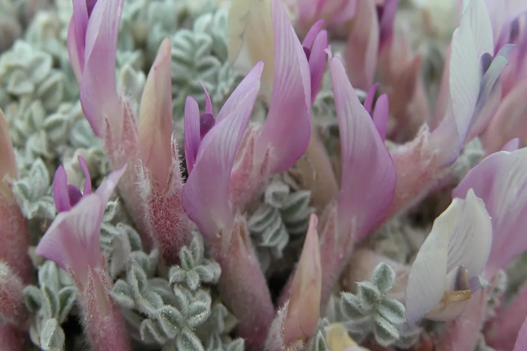 How is milkvetch traditionally used?