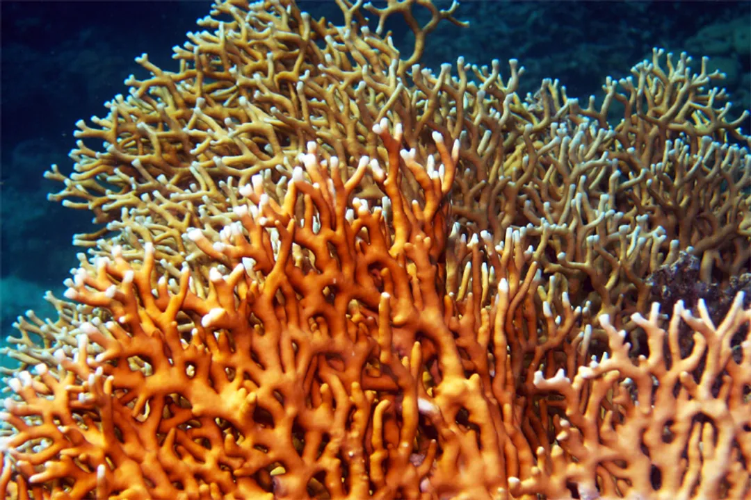 How long does coral rash last on skin?, Duration Factors
