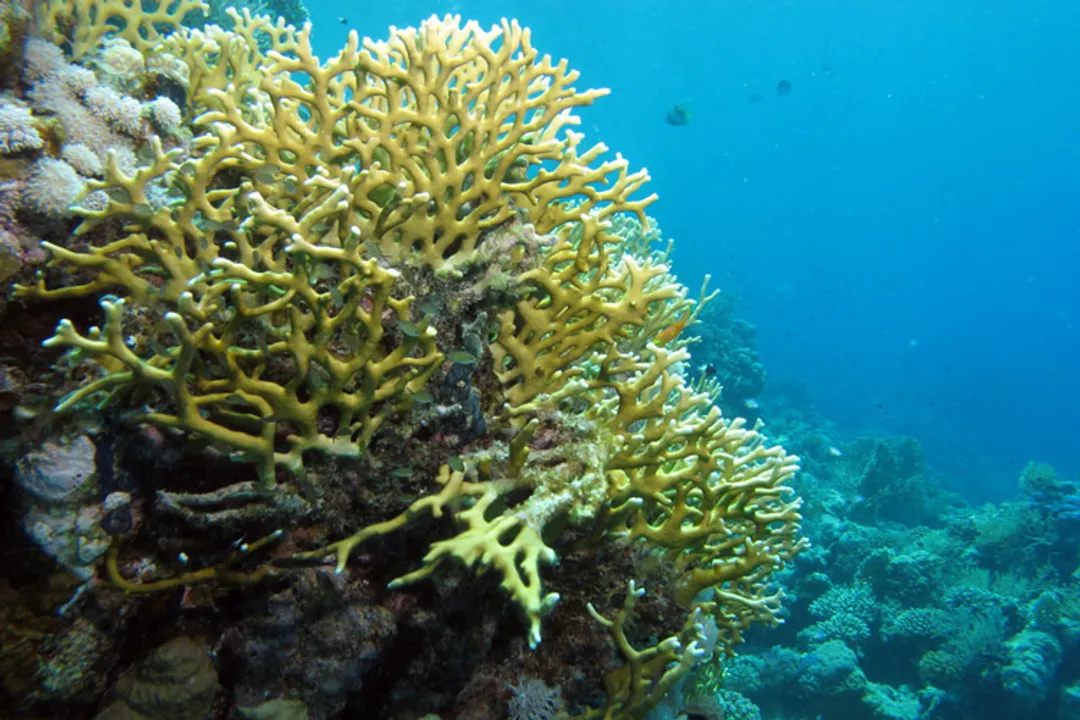 How long does coral rash last on skin?