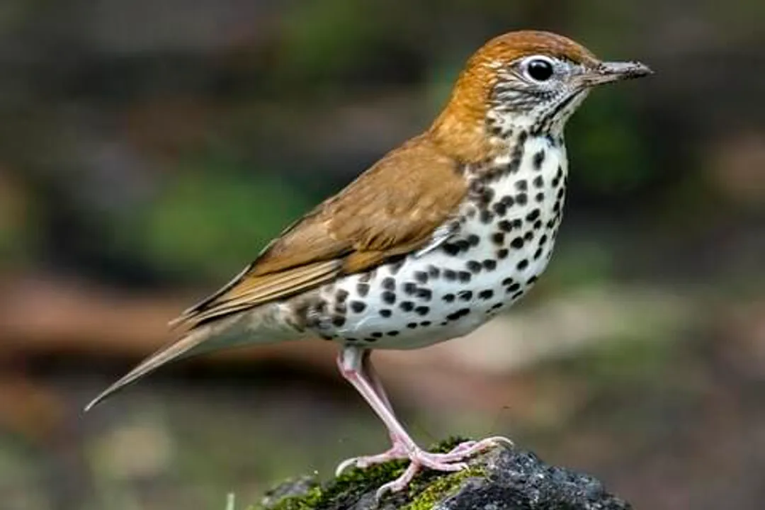 How many years does a thrush live?, Wild Duration