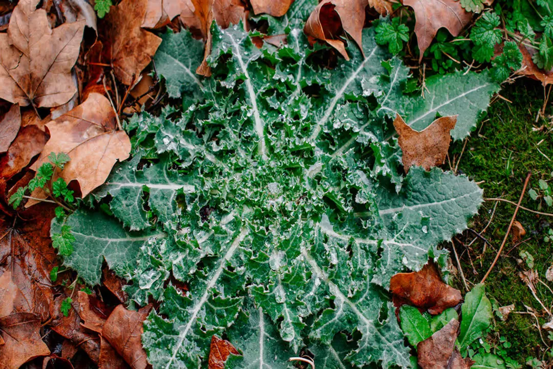 How strong of a painkiller is wild lettuce?, Plant Identity