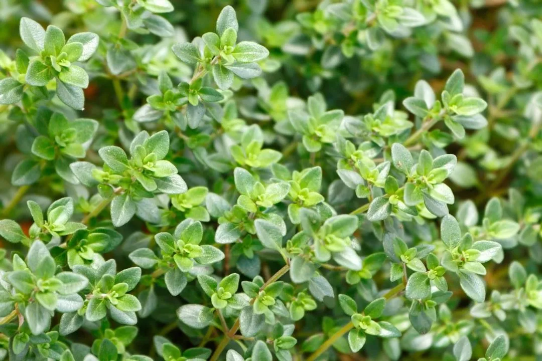 How to use fresh thyme medicinally?, Key Components