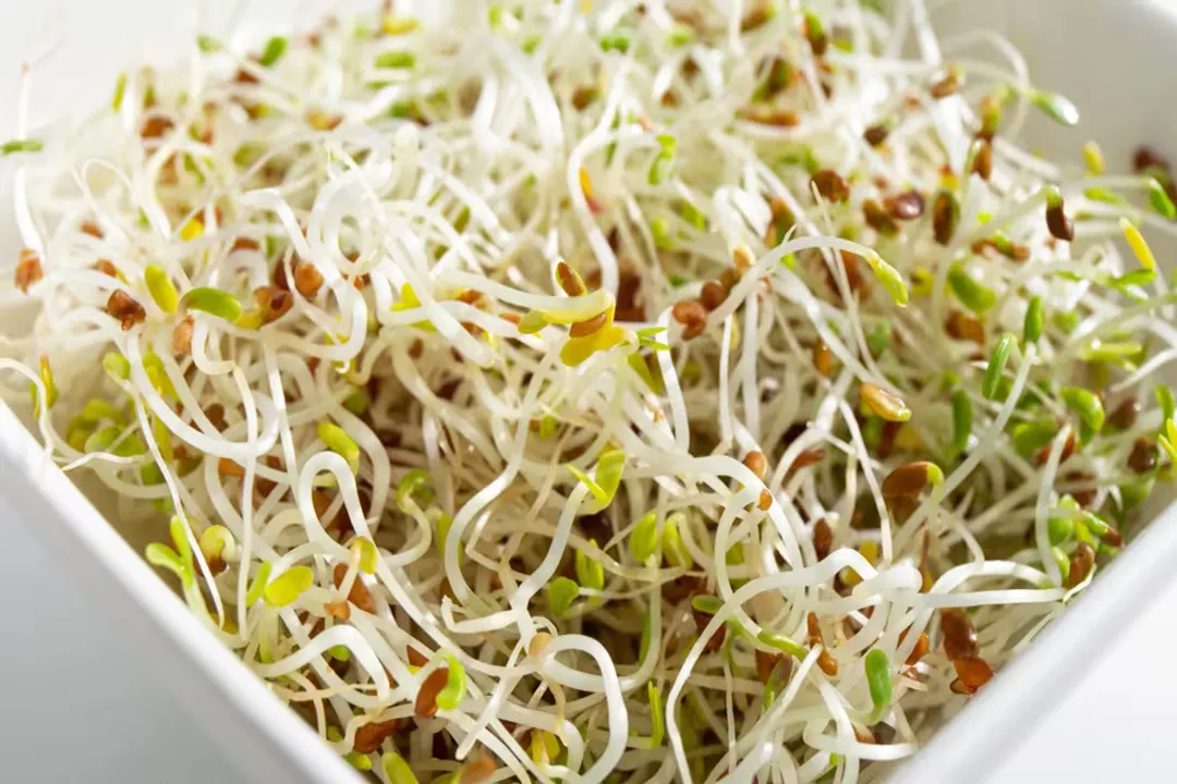 Is alfalfa safe to eat raw?