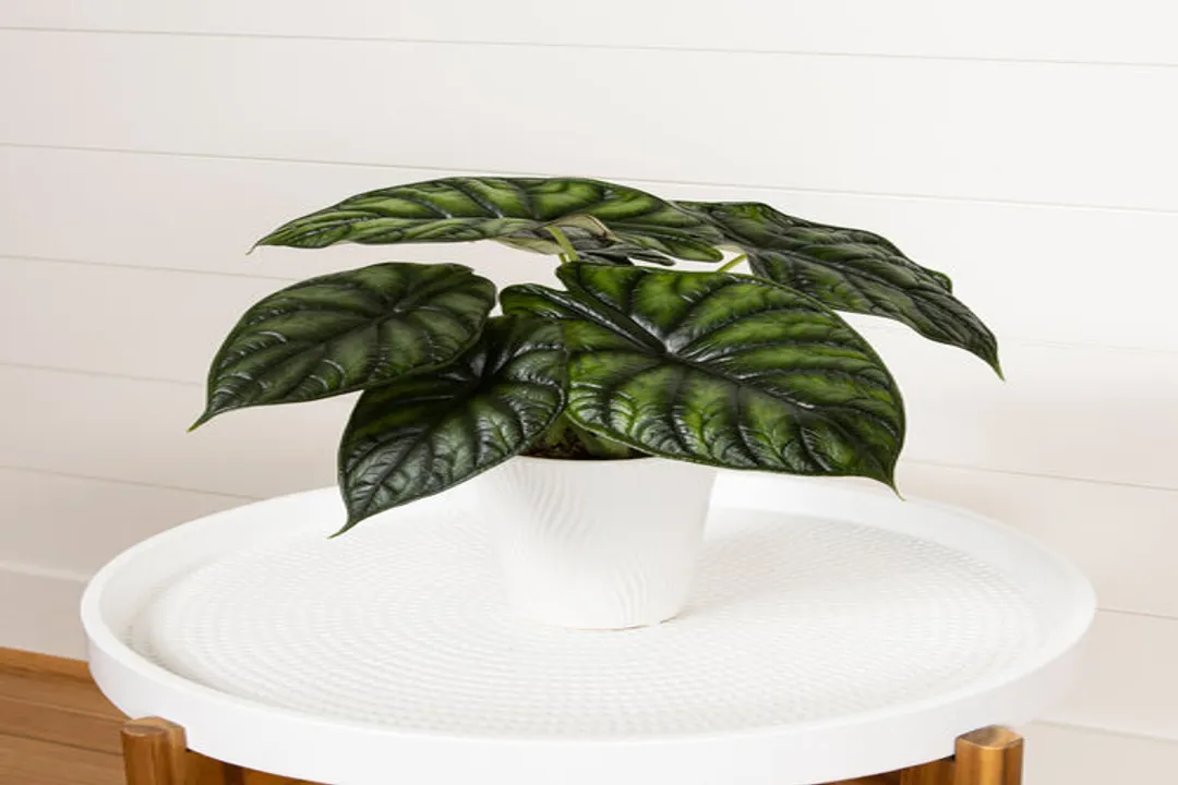 Is Alocasia toxic to humans?, Toxic Agent