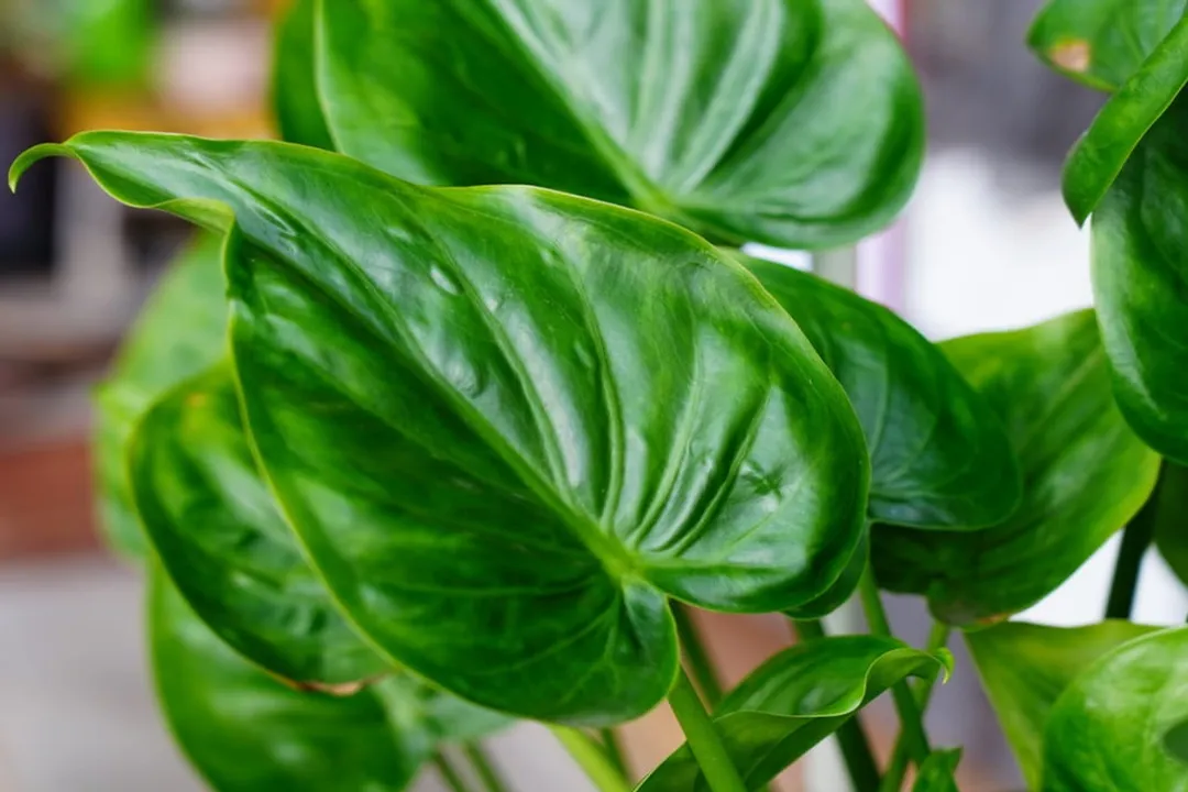 Is Alocasia toxic to humans?