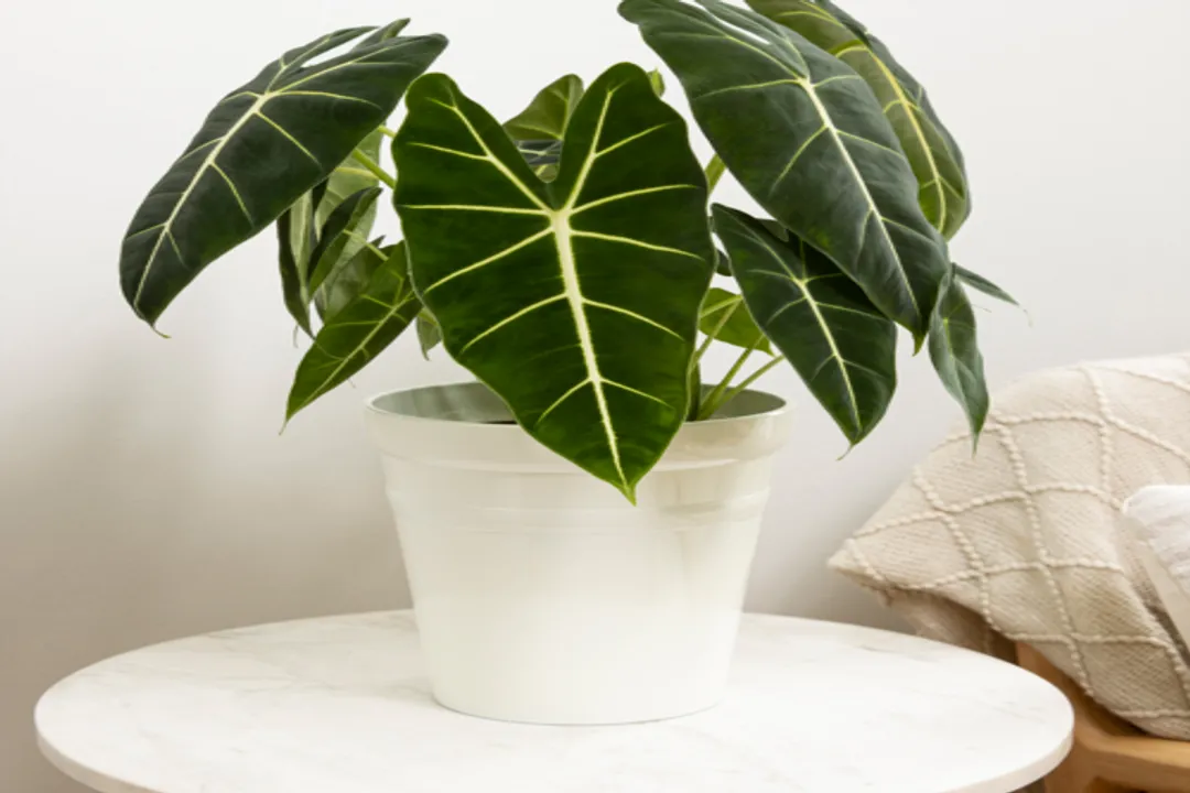 Is Alocasia toxic to humans?, Surface Contact Safety
