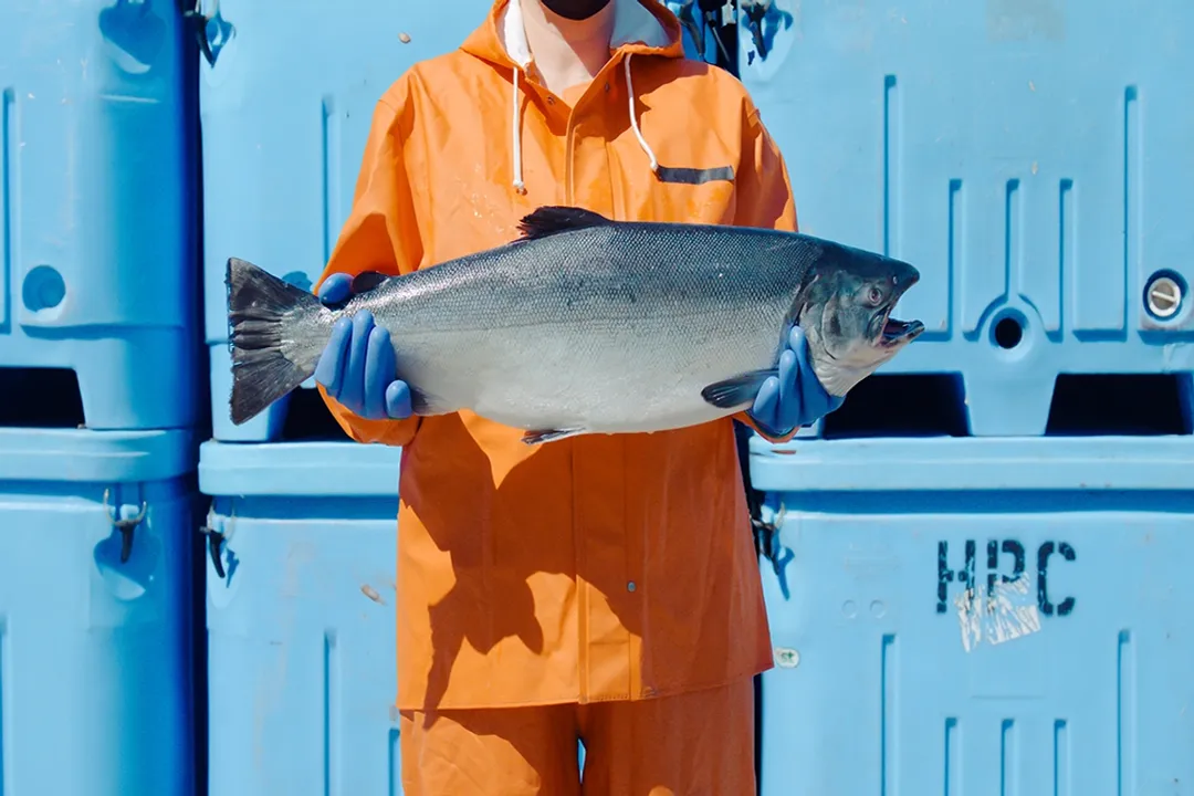 Is Atlantic or Pacific fish healthier?, Fats Compared