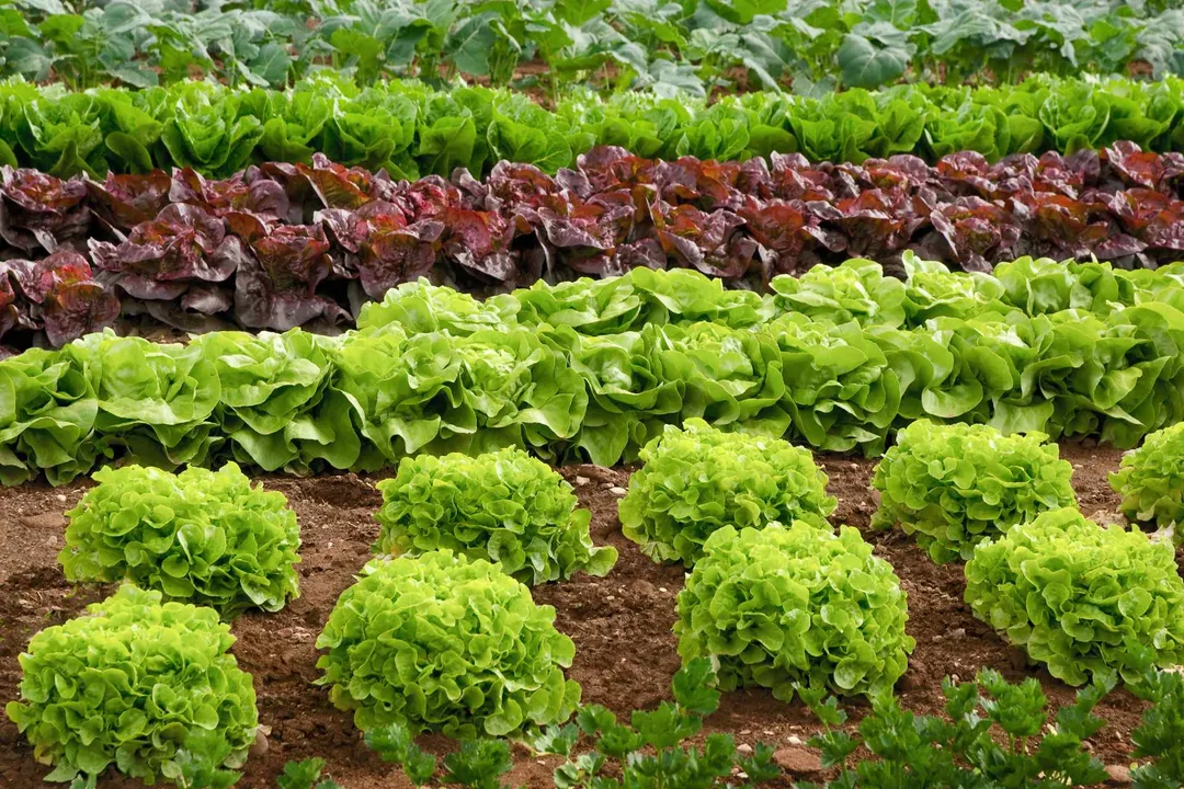Is butter lettuce good for pregnancy?, Handling Greens