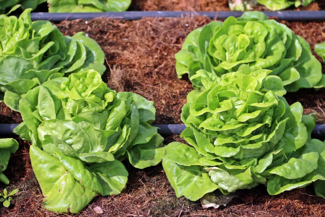 Is butter lettuce good for pregnancy?, Folate Importance