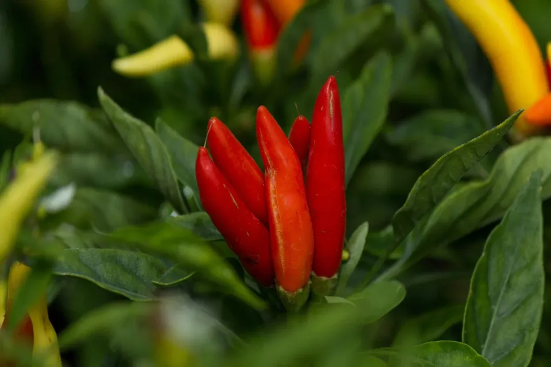 Is cayenne pepper healthier than other peppers?, Ranking Heat and Health