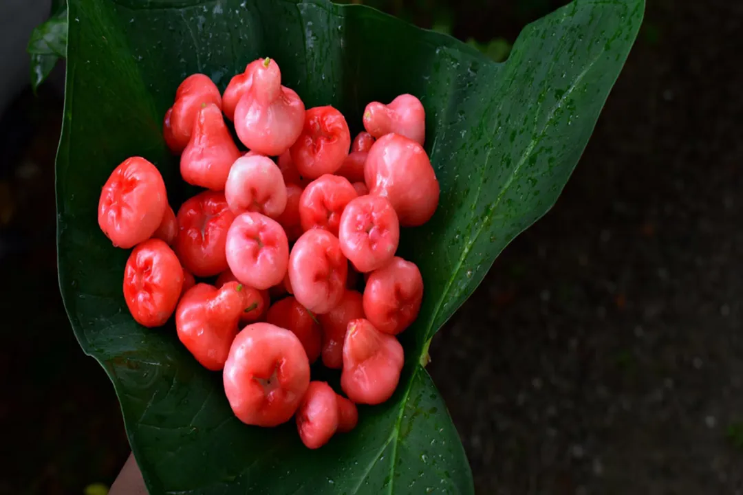 Is chambakka good for health?